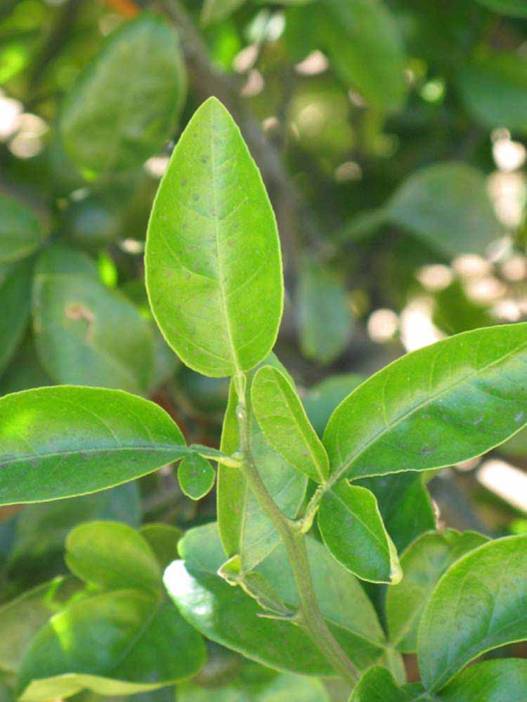              Shade leaves (Riverside, CA)       